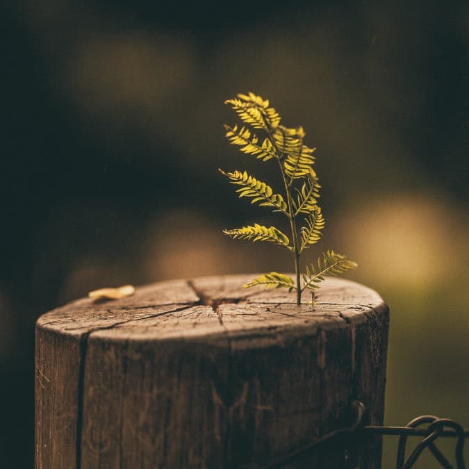 Grow stage