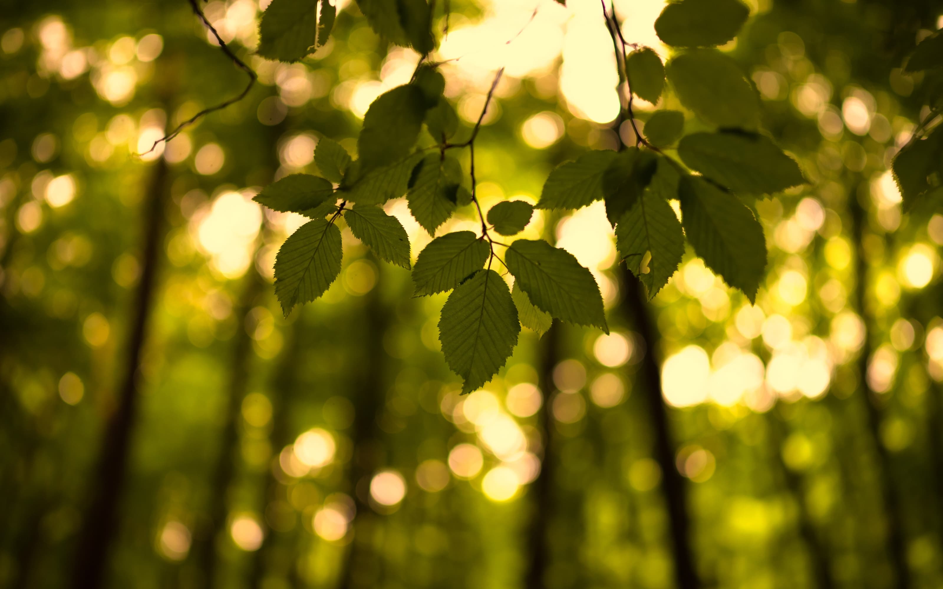Forest canopy and natural environment representing the holistic approach